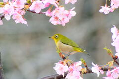 河津桜とメジロ⑥