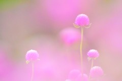千日紅②