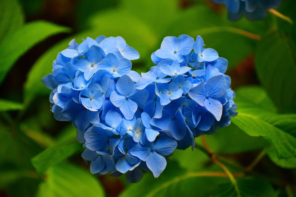 須磨離宮・紫陽花⑱