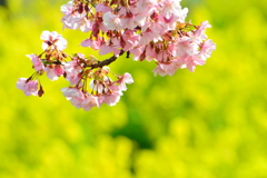 河津桜と菜の花①