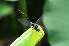 タイワンウチワヤンマ⑤