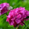 須磨離宮・紫陽花③
