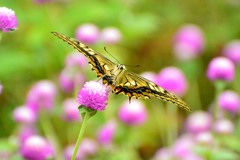 千日紅とナミアゲハ①