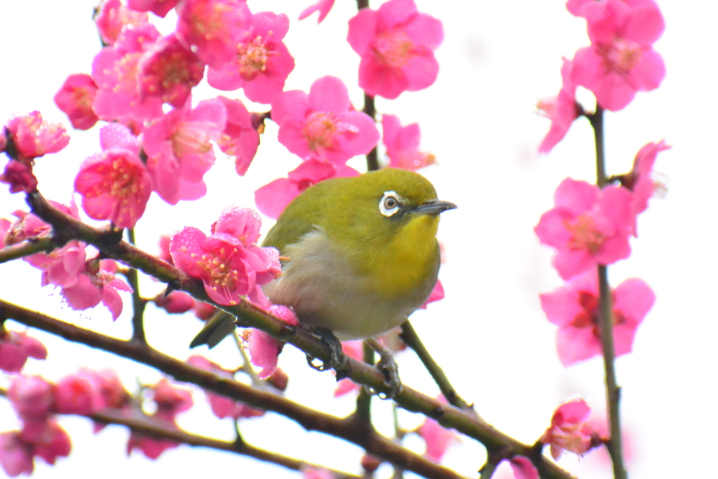 梅花とメジロ③