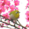 梅花とメジロ③