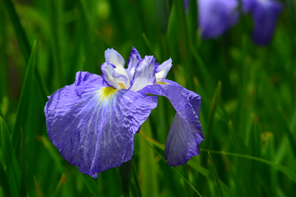 花菖蒲⑥