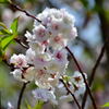 コブクザクラ③