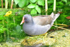 バン成鳥①