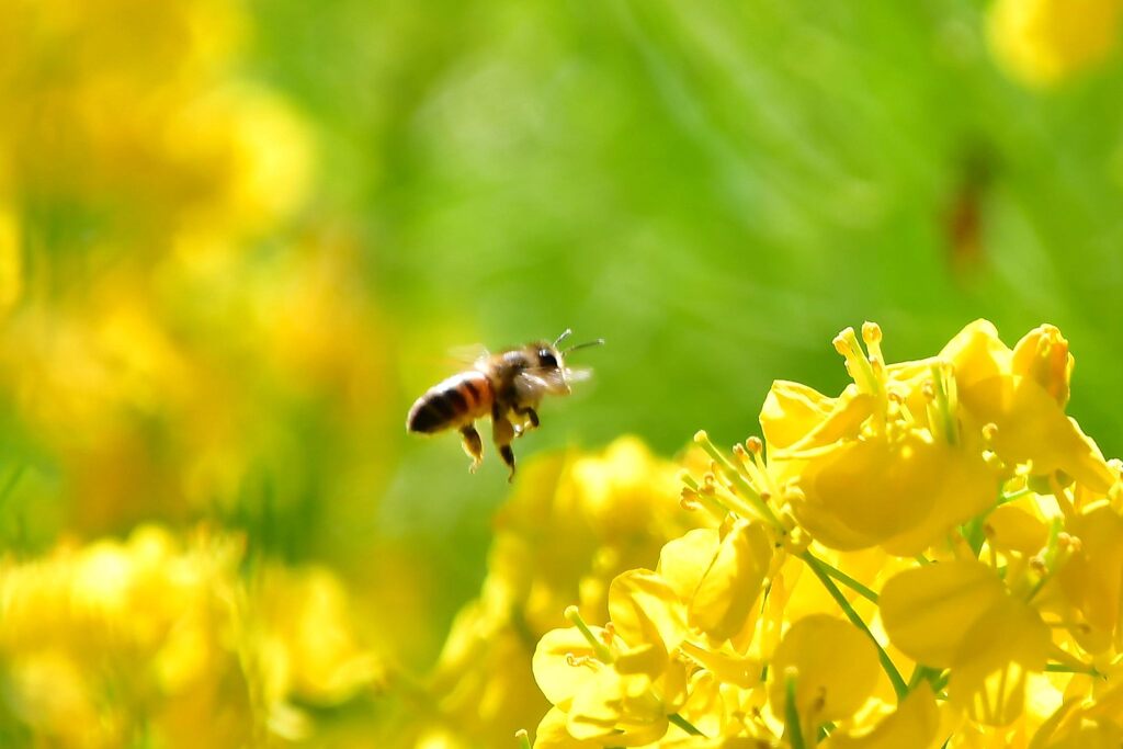 菜の花とミツバチ