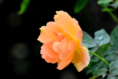 雨の日の秋薔薇⑦