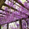 鳥羽の藤（２）