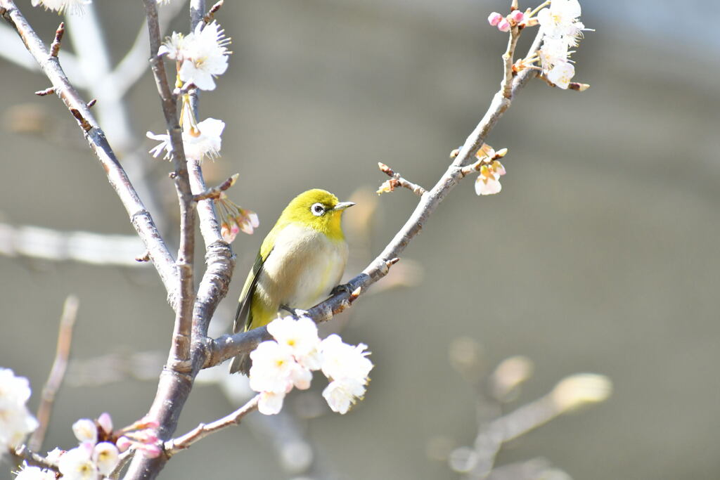 サクランボの木にメジロ③