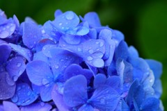 雨上がり⑪