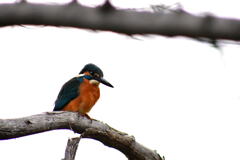 カワセミ・58
