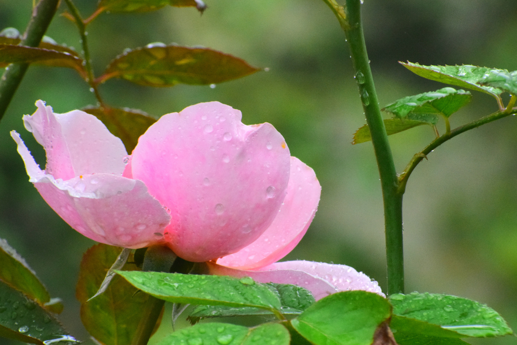 雨の日の秋薔薇④