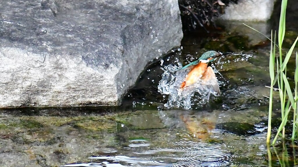 カワセミ・140