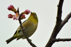河津桜とメジロ③
