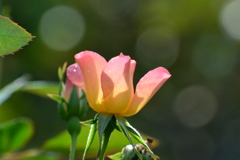 秋薔薇①