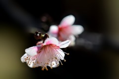 鈴鹿の関