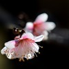 鈴鹿の関