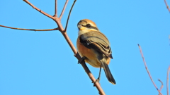 モズ♀②