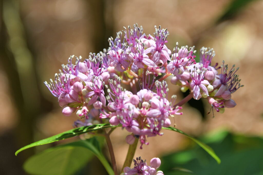 紫陽花