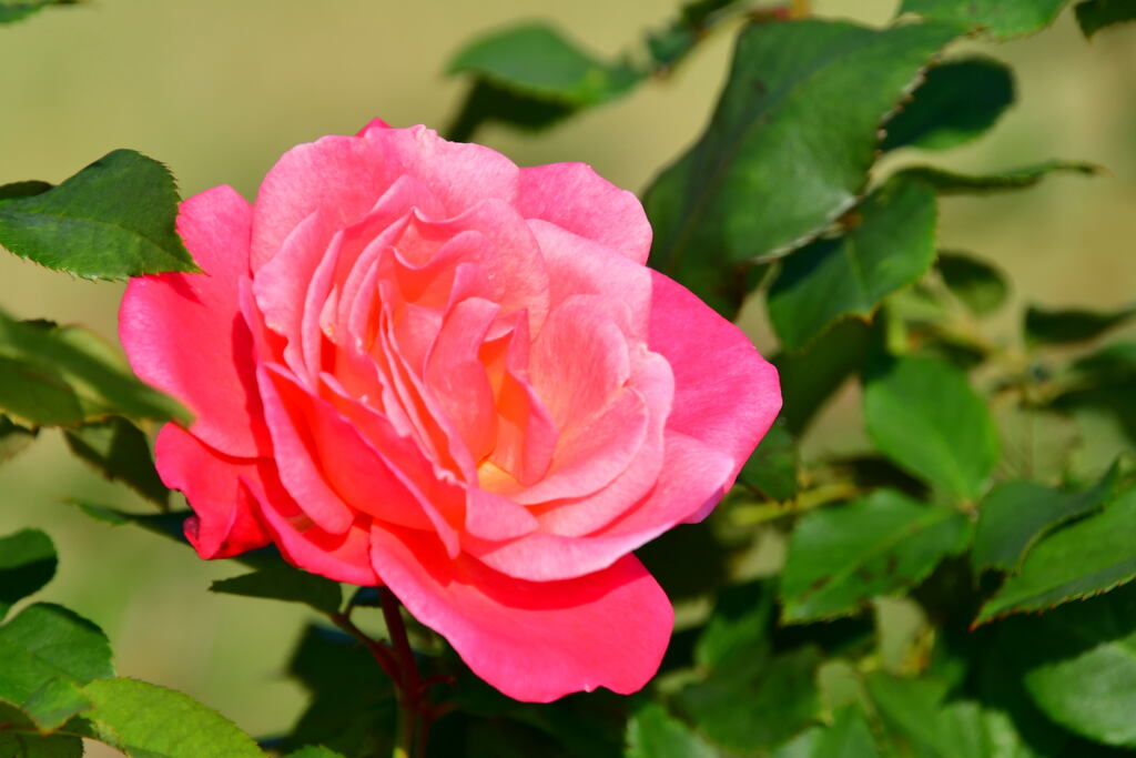 須磨離宮公園・秋薔薇    ステファニー・ドゥ・モナコ