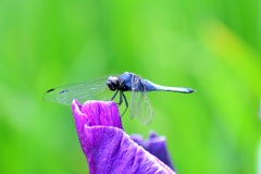 花菖蒲園の蜻蛉⑤