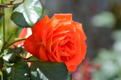 名残花①