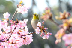 河津桜とメジロ⑨