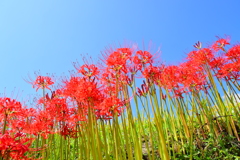 葛城古道の彼岸花①