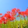 葛城古道の彼岸花①