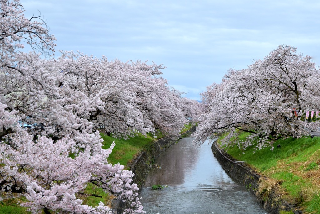 高田・千本桜⑧