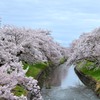 高田・千本桜⑧