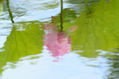 盛夏（21）