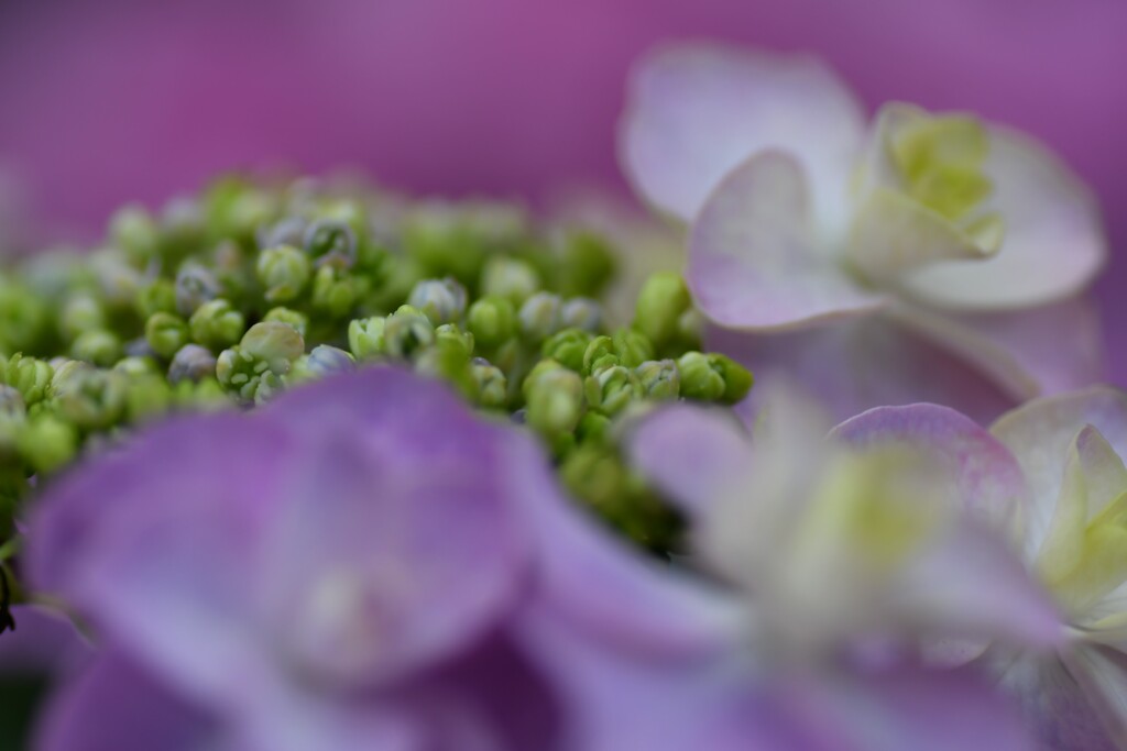 雨待ち紫陽花⑧