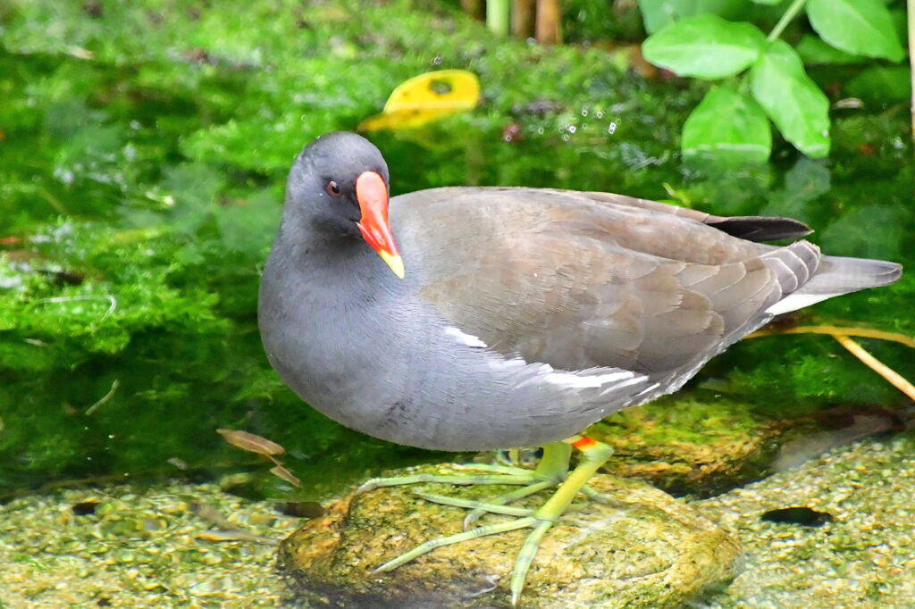 バン成鳥④