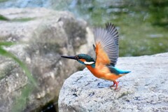 カワセミ・55