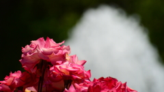 Rose Festival ①