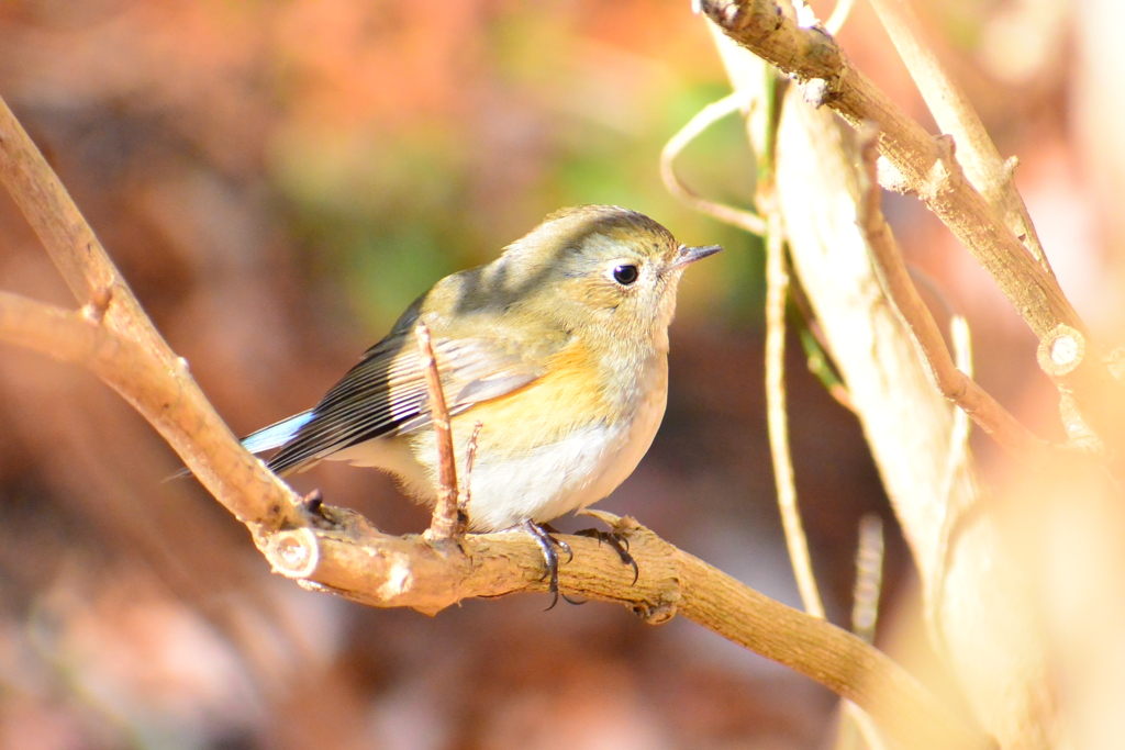 ルリビタキ♀①