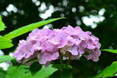 姫紫陽花②