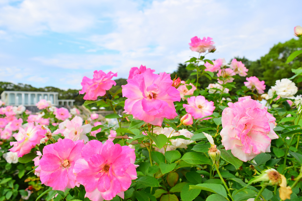 離宮公園・秋薔薇④