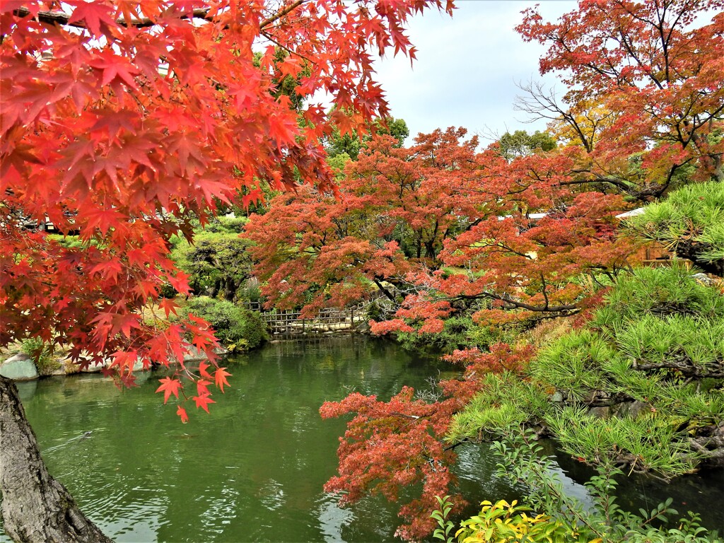 神戸市立相楽園の紅葉②