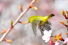 河津桜とメジロ③