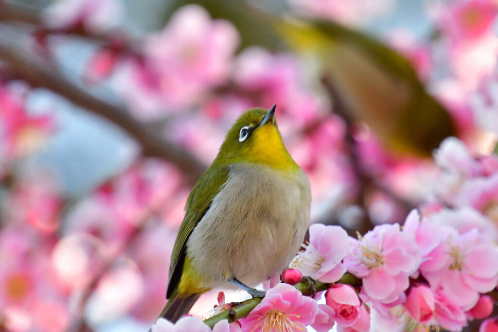 須磨綱敷天満宮のメジロ⑦