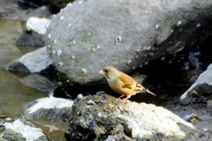 カワラヒワ②