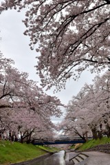 高田・千本桜⑤