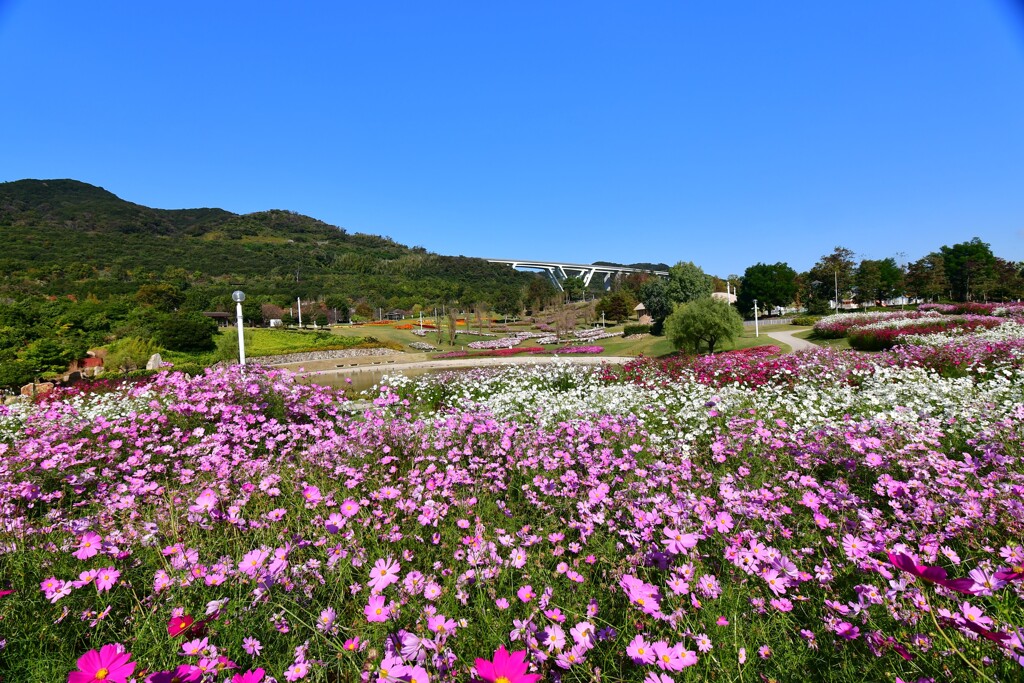 淡路島・国営明石海峡公園⑥