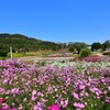 淡路島・国営明石海峡公園⑥