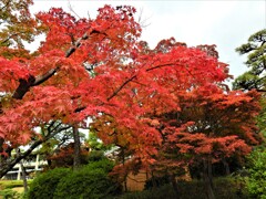 神戸市立相楽園の紅葉①